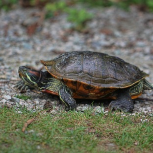 Red-eared Slider turtle, on her way from the Lost Lagoon to find a good spot to dig a nest